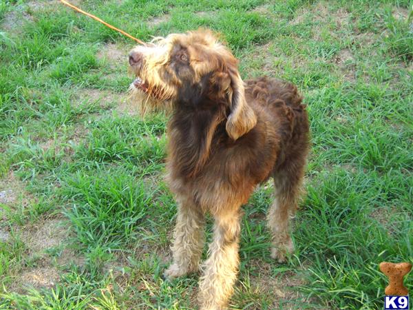 Dogs - Labradoodle