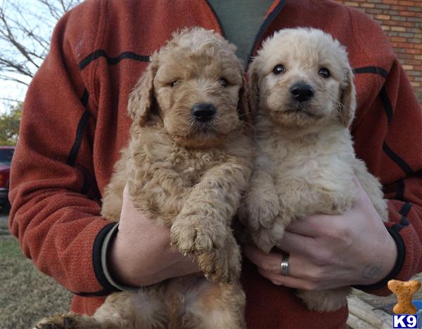 Puppies in Benton