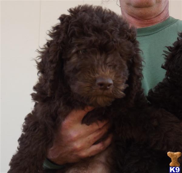 Puppies in Benton