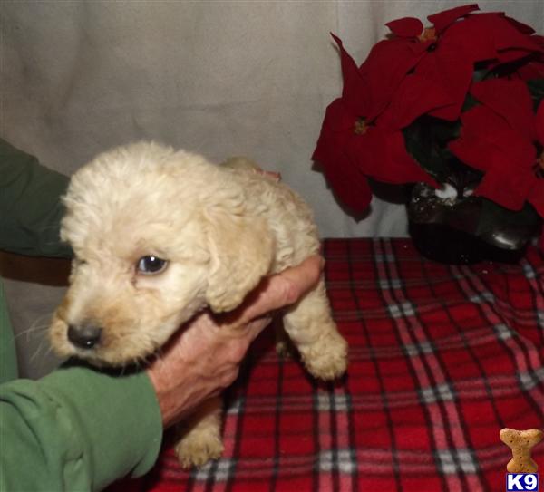 Puppies in Benton