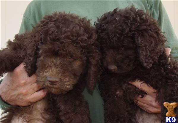 Puppies in Benton