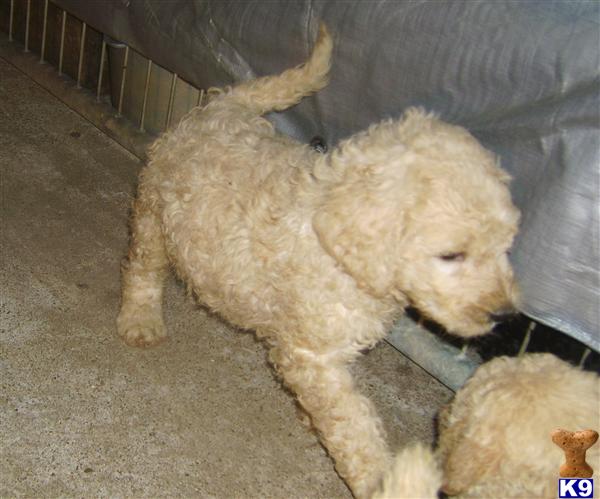 Labradoodle Puppies