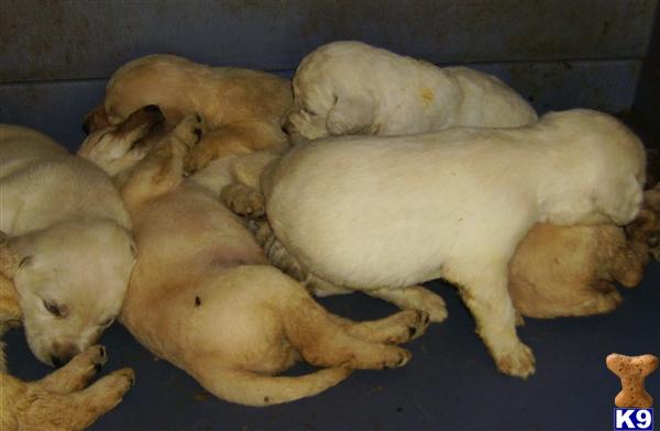 labradoodles puppies for sale. labradoodle puppies for sale. Labradoodle Puppies in KY