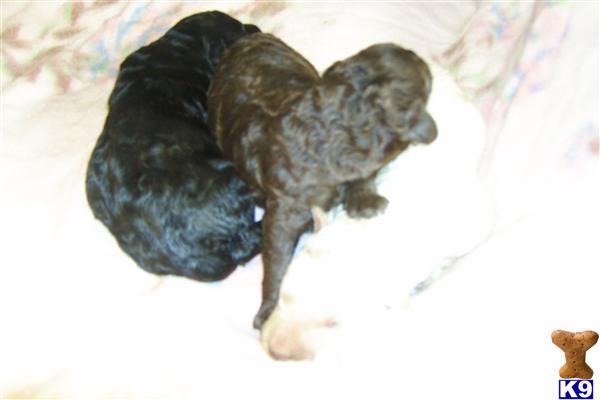 labradoodles puppies for sale. Labradoodle Puppies in KY