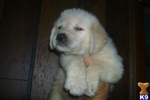 Puppies in Benton