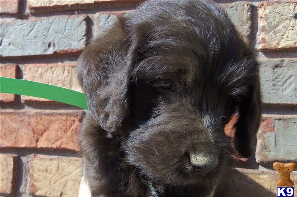 Puppies in Benton