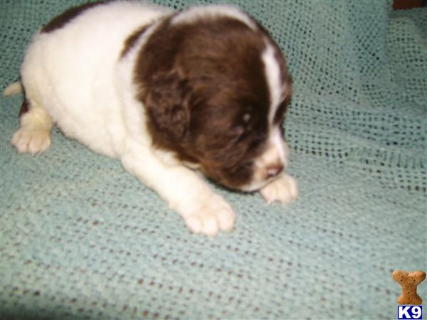 Labradoodle Puppies