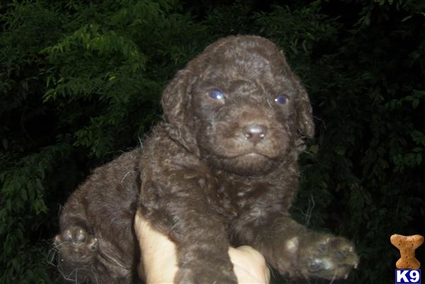 Puppies in Benton