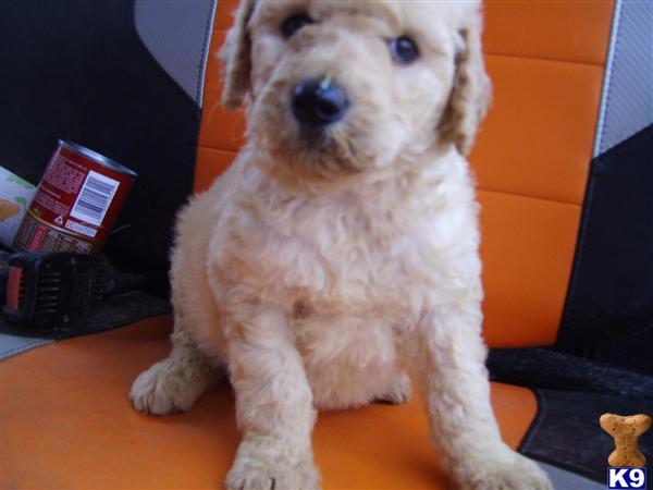 Puppies in Benton