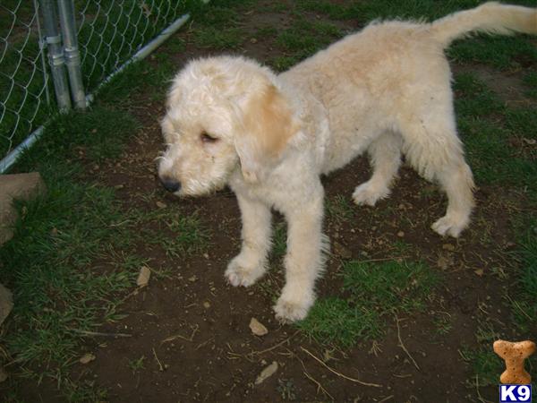 Puppies in Benton