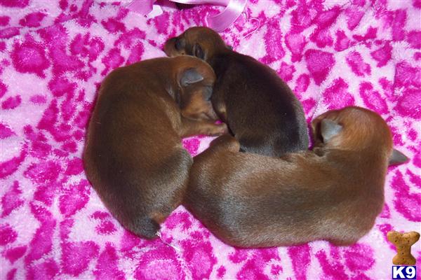 Puppies in Benton
