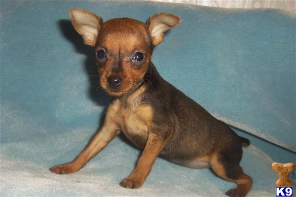chocolate miniature pinscher puppies for sale miniature pinscher puppy for sale chocolate min pins 5 years chocolate miniature pinscher puppies for sale miniature pinscher puppy for sale chocolate min pins 5 years