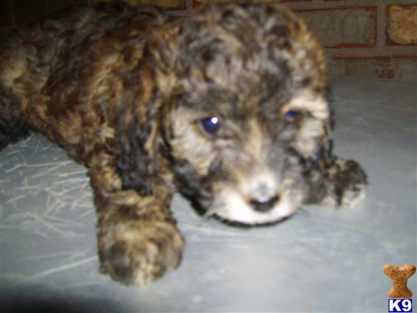Puppies in Benton
