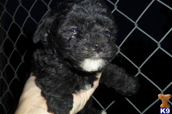 Puppies in Benton