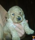 Goldendoodles