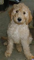 Goldendoodles