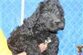 Labradoodle