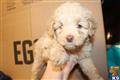 Labradoodle