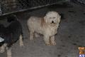 Poodle