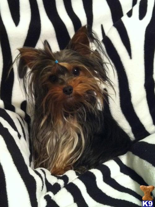 Stud Dogs - Yorkshire Terrier