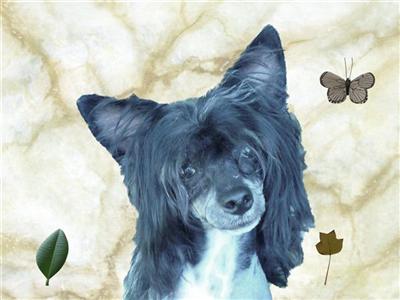Dogs - Chinese Crested