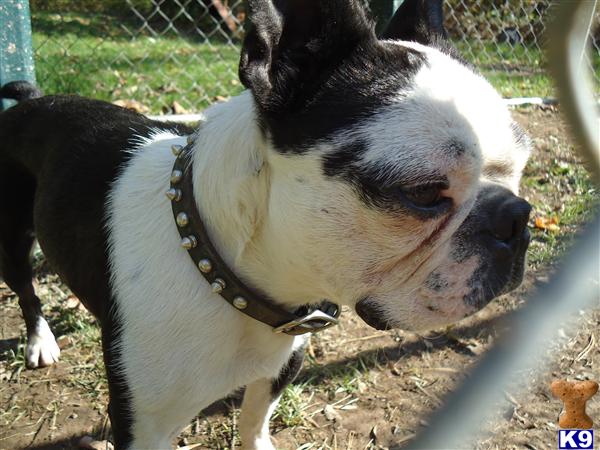 Dogs - Boston Terrier