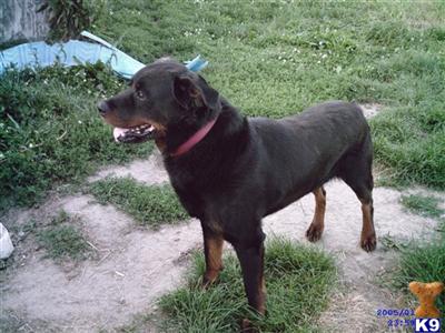 Stud Dogs - Rottweiler