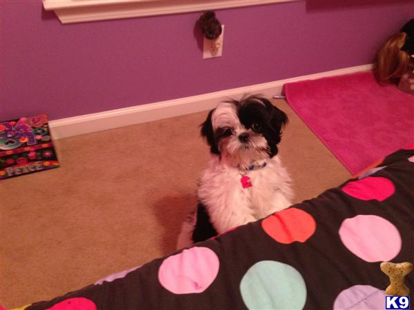Stud Dogs - Shih Tzu