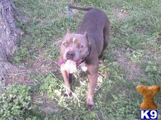 Dogs for Sale in TX