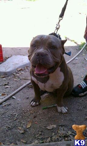 Stud Dogs in TX