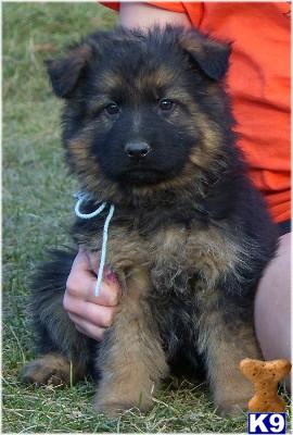 Puppies in MT