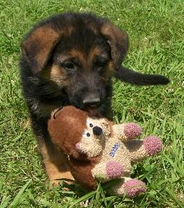 Puppies in MT