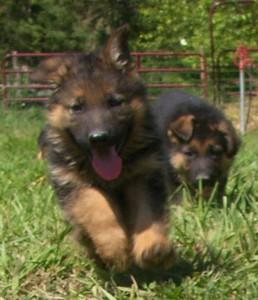 Puppies in MT
