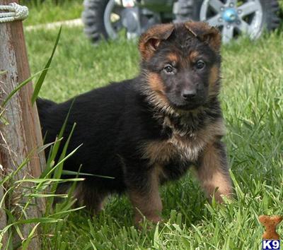 Puppies in MT