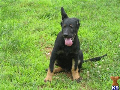 German Shepherd Puppies in VA German Shepherd Puppies For Sale In Virginia. German Shepherd Puppies in VA