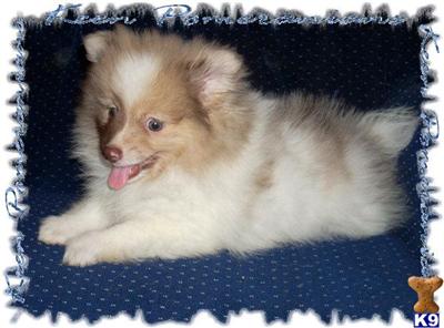 Puppies in MS