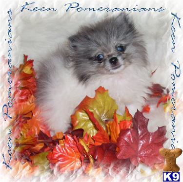 pomeranian puppies for sale alabama document moved pomeranian puppies for sale alabama document moved