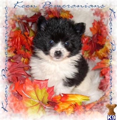 Pomeranian Puppies for Sale