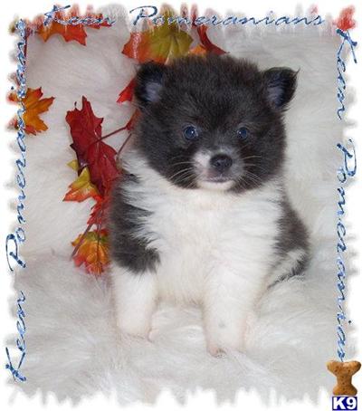Pomeranian Puppies for Sale