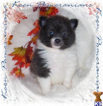 Puppies in MS