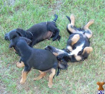 Puppies in MS