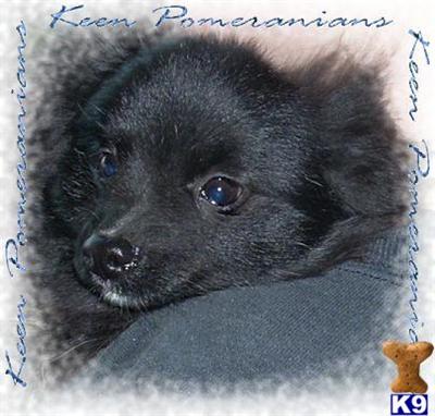 Puppies in MS