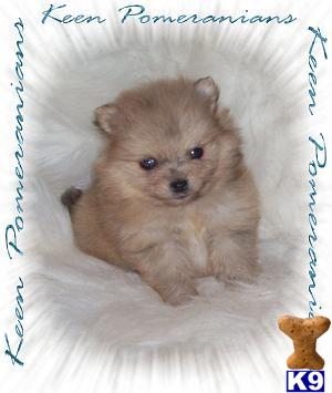 Puppies in MS