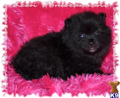 Puppies in MS