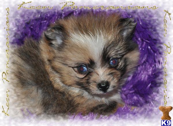 Puppies in AL