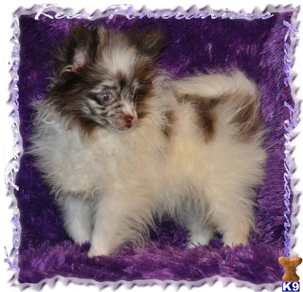 pomeranian puppies in alabama pomeranian puppies for sale in alabama pomeranian puppies in alabama pomeranian puppies for sale in alabama
