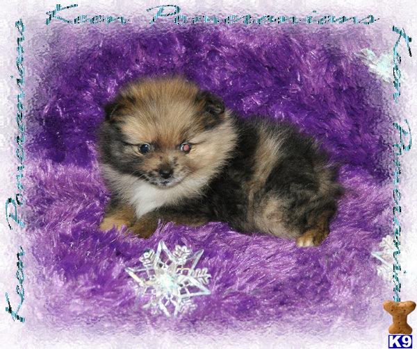 pomeranian puppies for sale tx pomeranian puppies for sale in area breeds picture pomeranian puppies for sale tx pomeranian puppies for sale in area breeds picture