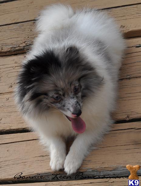 Puppies for Sale