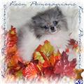 Pomeranian