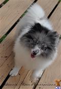 Pomeranian